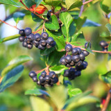 aronia fruit