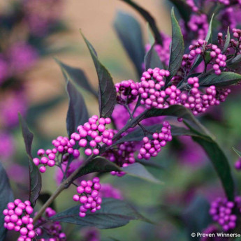 Callicarpa bodinieri Pearl Glam