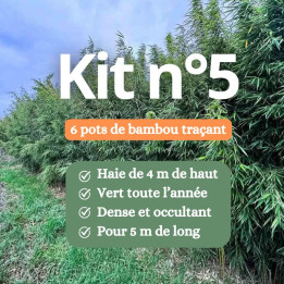 Kit n°5 haie bambou non traçant 4m