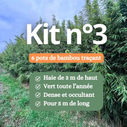 Kit n°3 haie bambou non traçant 3m