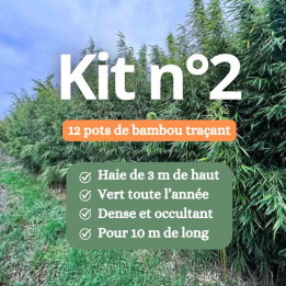 Kit n°2 haie bambou non traçant 3m de haut