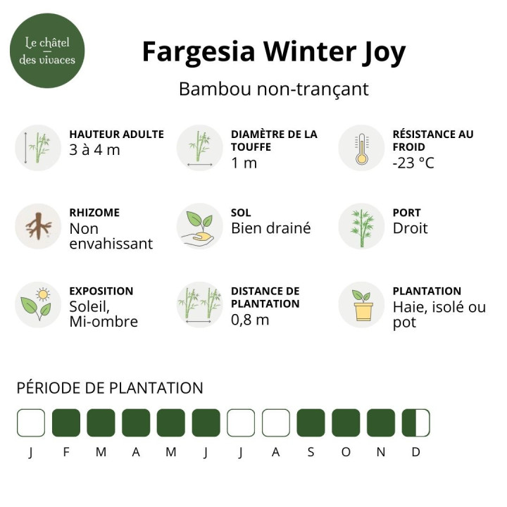 Bambou Fargesia Winter Joy