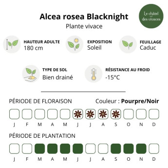 Alcea rosea Blacknight