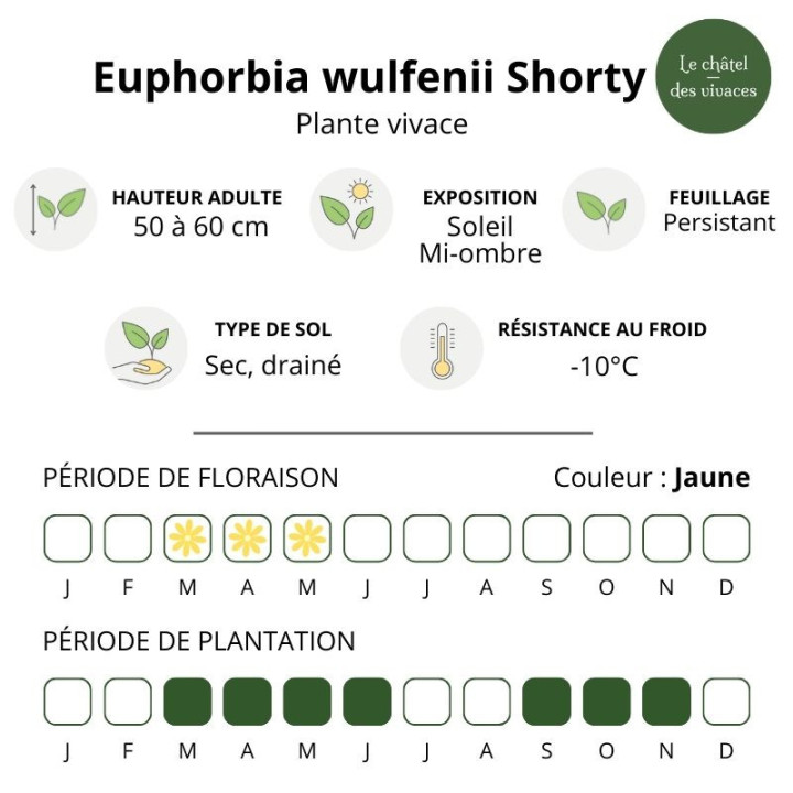 Euphorbia characias ssp. wulfenii Shorty