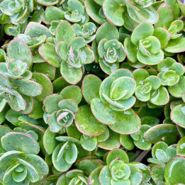 Sedum sunsparkler Lime Zinger
