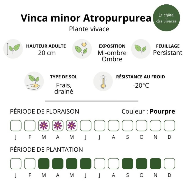 Vinca minor Atropurpurea