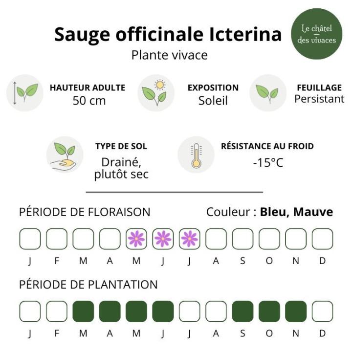 Sauge officinale Icterina