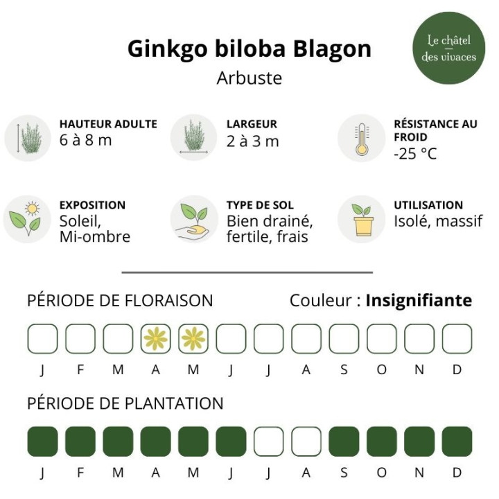 Ginkgo biloba Blagon