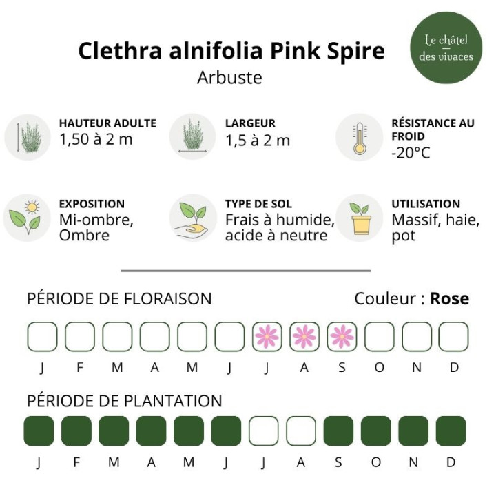 Clethra alnifolia Pink Spire