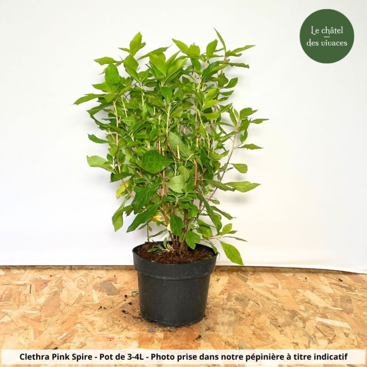 Clethra alnifolia Pink Spire