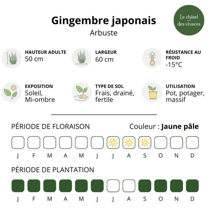 Gingembre japonais
