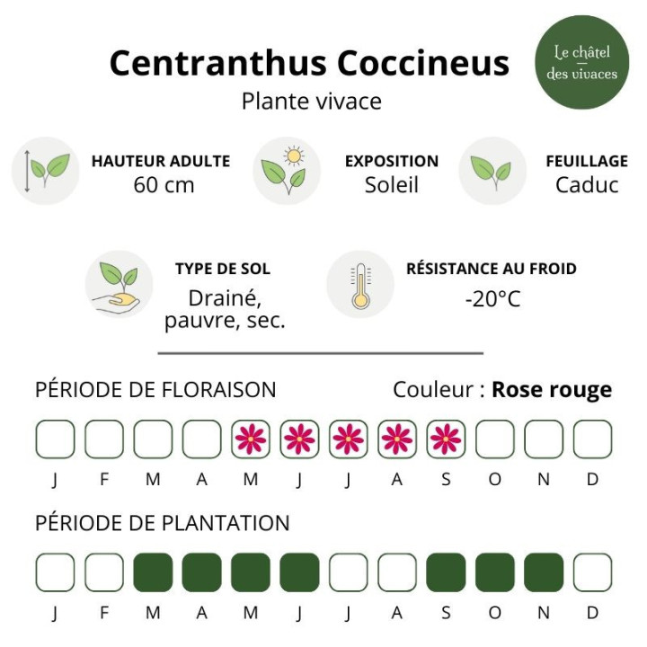 Centranthus ruber Coccineus