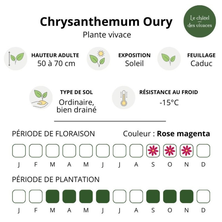 Chrysanthemum indicum Oury