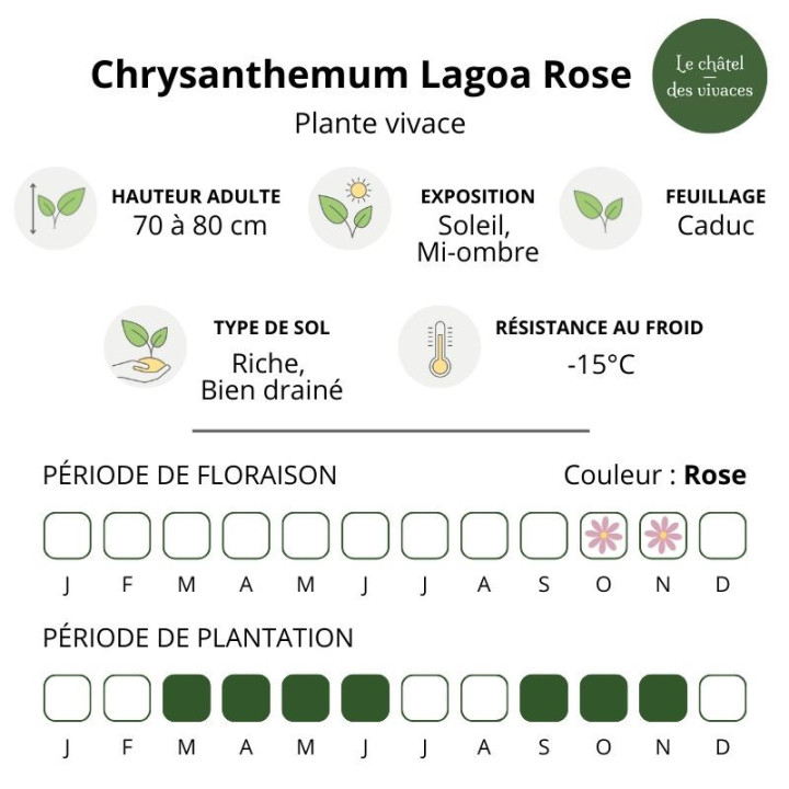 Chrysanthemum Lagoa Rose
