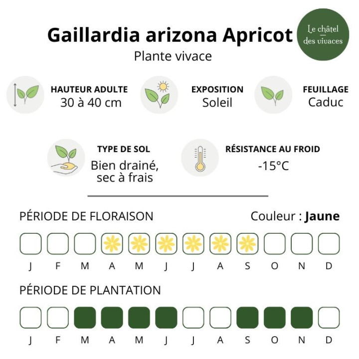 Gaillardia arizona Apricot