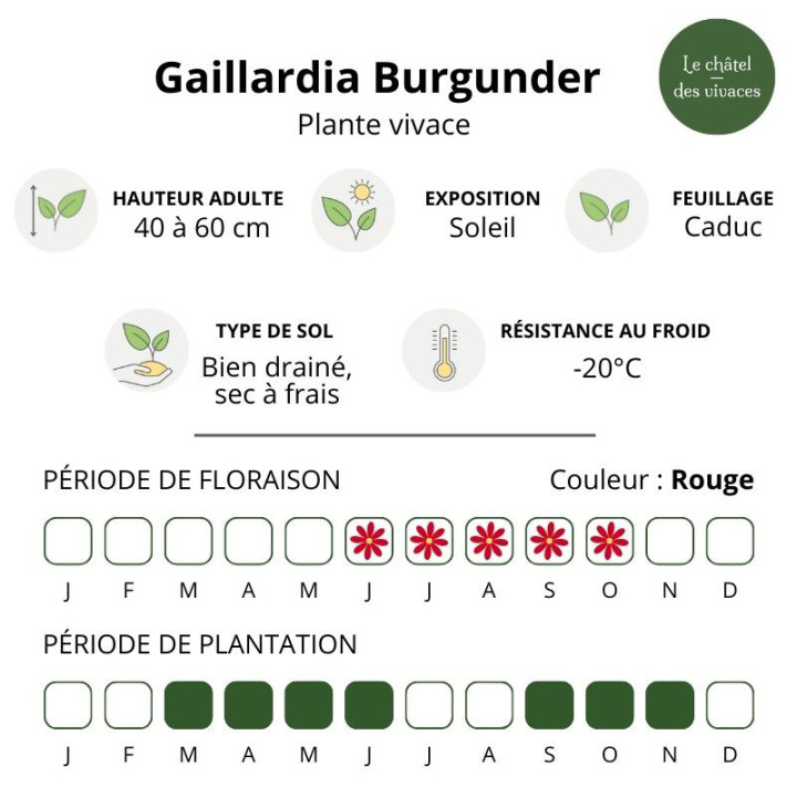 Gaillardia grandiflora Burgunder