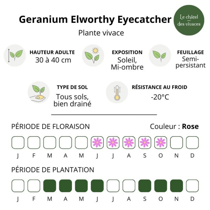 Geranium Elworthy Eyecatcher