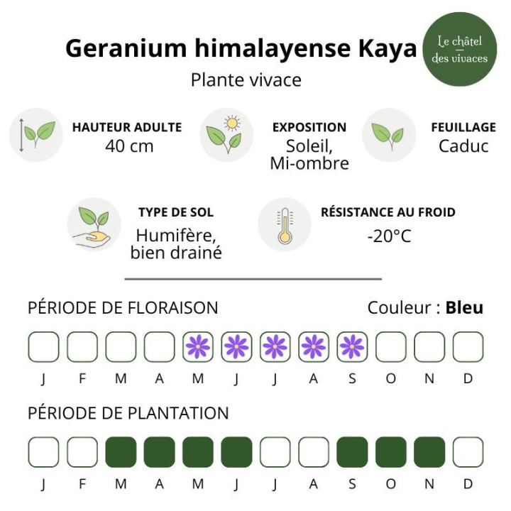 Geranium himalayense Kaya