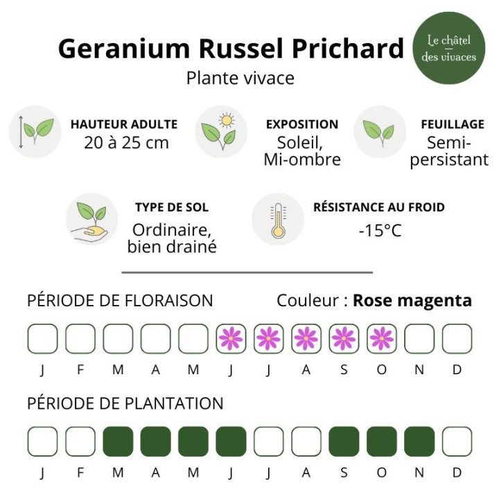 Geranium riversleaianum Russel Prichard
