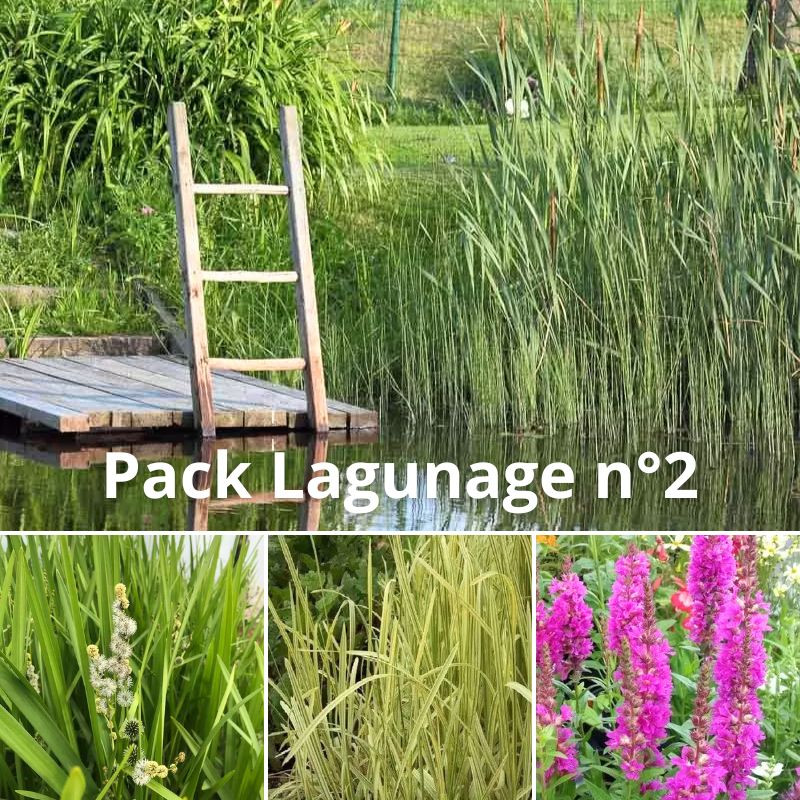 Pack Lagunage n°2 Pack Lagunage n°2