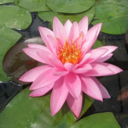 Nymphaea Mayla