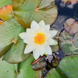 Nymphaea Albatros