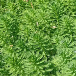 Myriophyllum crispata