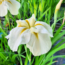 Iris ensata Apollo
