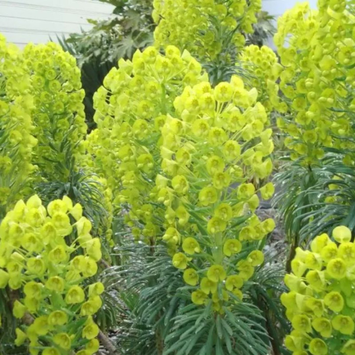 Fleurs vertes de l'Euphorbia characias subsp. wulfenii