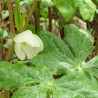 Podophyllum peltatum