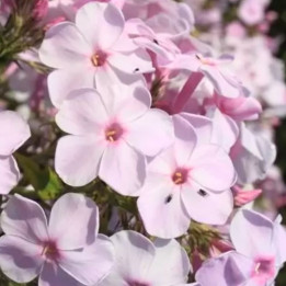 Phlox paniculata Errötendes Mädchen