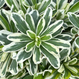 Arabis ferdinandi-coburgi Aureovariegata