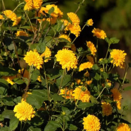 Helianthus Sunshine Daydream