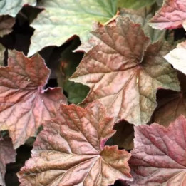 Heuchera Brownies