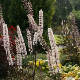 Cimicifuga simplex Pink Spike