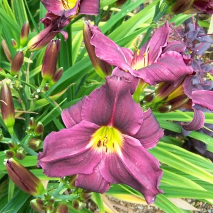 Hemerocallis Grappe Velvet