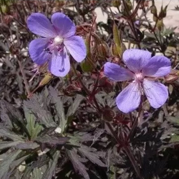 Geranium pratense Hocus Pocus