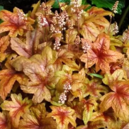 Heucherella Brass Lantern