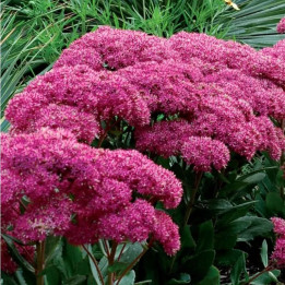 Floraison du Sedum Mr Goodbud