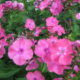 Phlox paniculata Rijnstroom