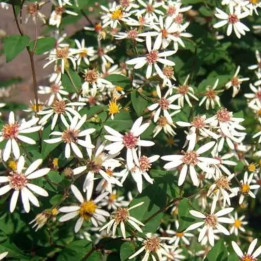 Aster divaricatus Easten star
