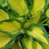 Hosta Orange Marmelade