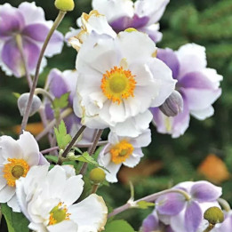 Fleurs de l'Anemone japonica Dreaming Swan