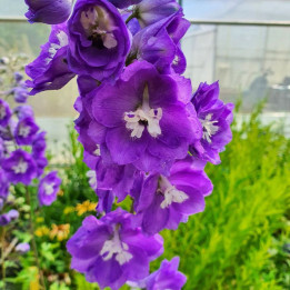 Delphinium elatum Gewitterstimmung