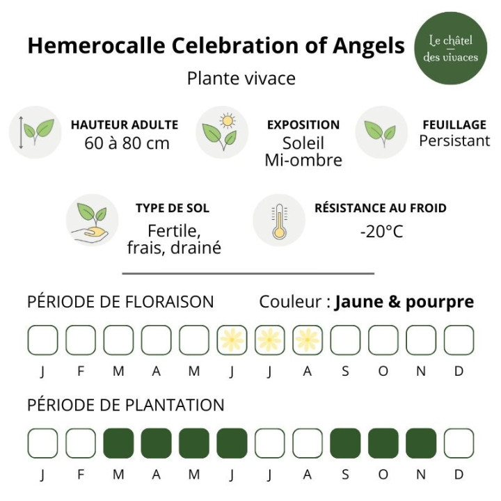Hemerocalle Celebration of Angels