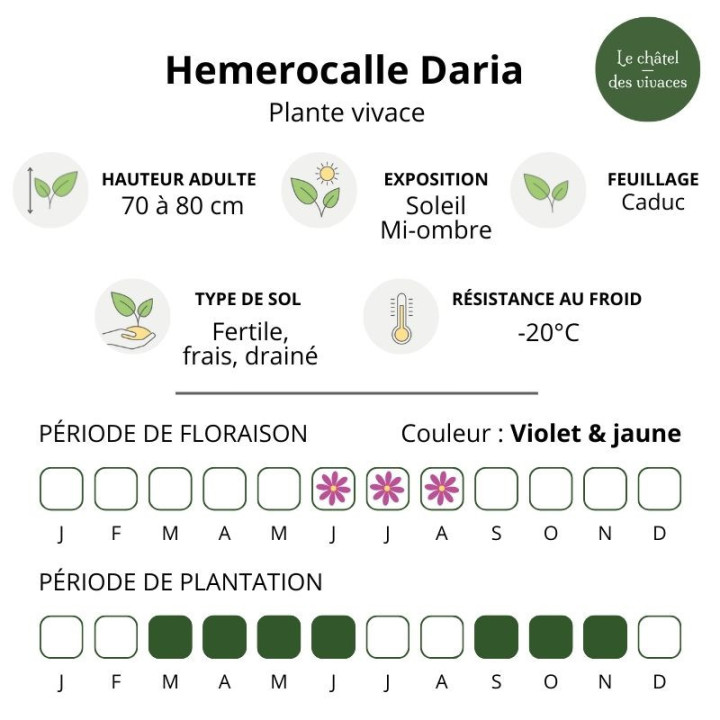 Hemerocalle Daria