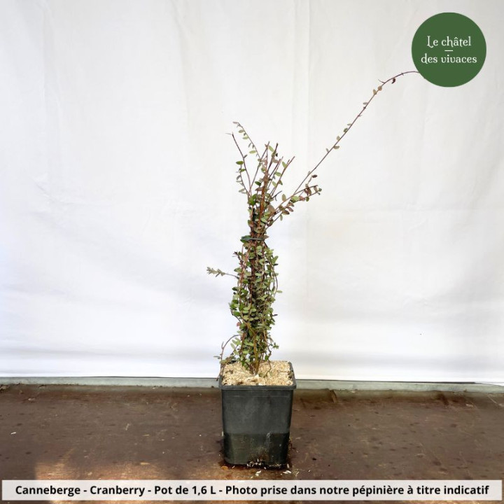 Canneberge - Cranberry - Vaccinium macrocarpon