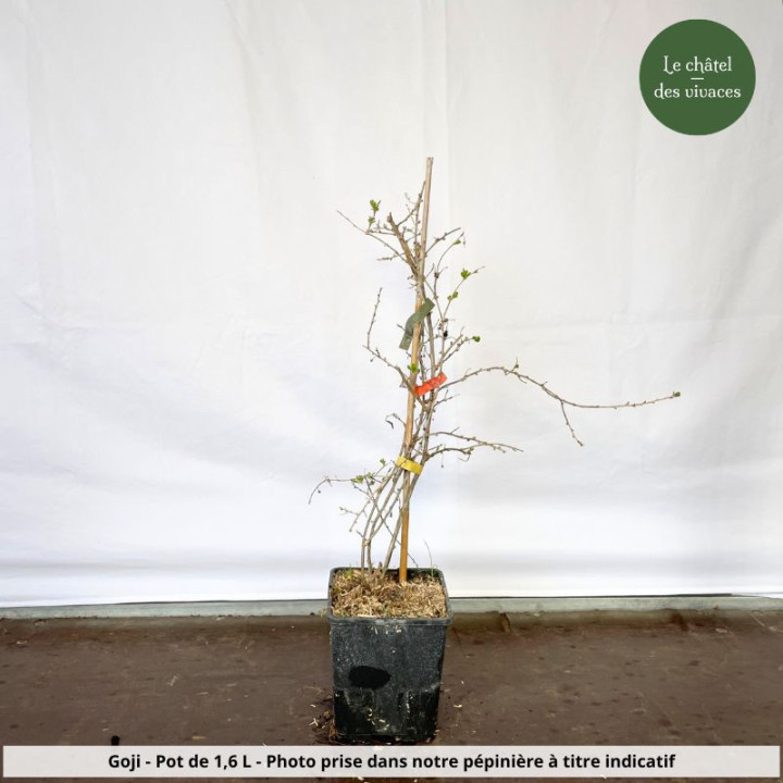 Goji