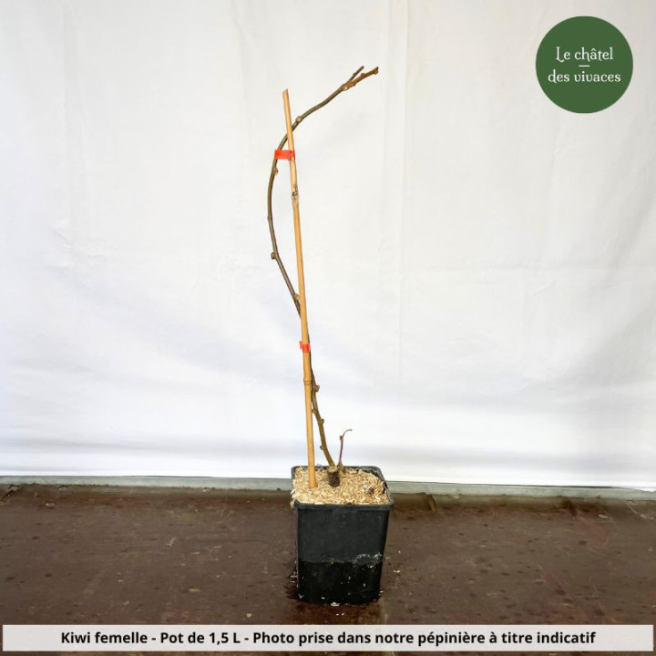 Kiwi femelle - Actinidia Hayard