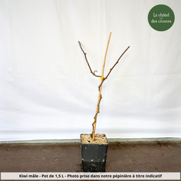 Kiwi mâle - Actinidia Tomuri